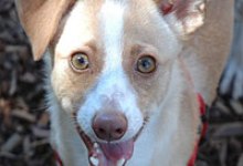 Missouri Puppy Mills