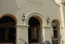 Oaks in Ojai