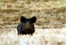 California Outdoors Q & A: Pig Hunting