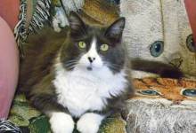 Pro Critter Politicians