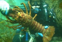 California Outdoors Q & A:Freezing tails and tossing bodies?