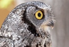 California Outdoors Q & A: When Screeching Owls Move In …