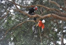 Tree Climbing: No Day in the Park