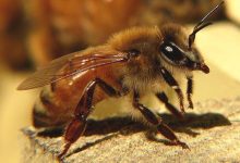 Decline of the Honey Bees