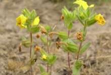 Go Bonkers for Vandenberg Monkeyflower