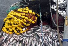 Health of World’s Oceans and Fisheries Inaccurately Measured, Study Claims