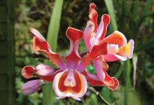 Santa Barbara Orchids