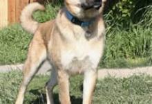 Michael Vick Redeems Himself