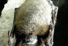 Over One Million Dead Bats