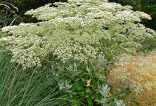 Wild Buckwheat