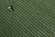 Limón Proposes Bill to Help Farmers Adapt to Climate Change