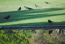 Crows Smarter than Humans Think