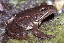 Red-Legged Frog Lawyers Up