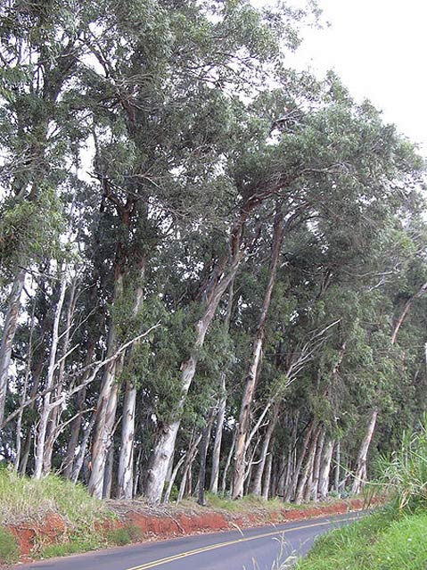 How the Eucalyptus Came to California