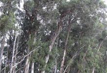 How the Eucalyptus Came to California