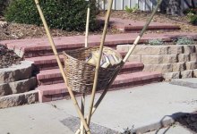 Charlotte Gould to Open ‘Dancing Shadows’ February 1