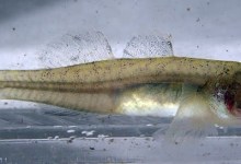 Six Species Listed as Threatened or Endangered Under Review