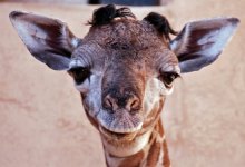 S.B. Zoo Giraffe Gives Birth to Surprise Baby