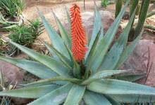 Winter Wonders