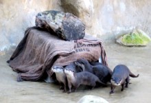 Pups Graduate to Deep Pool