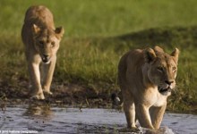 Last Lions of the Film Festival