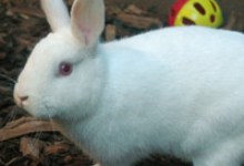 The Year of the Rabbit