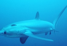 Another Year of the Shark