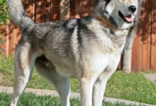Pet Theft Awareness Day