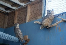 Injured Birds Find Sanctuary in Ojai