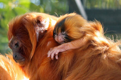 Helping the Golden Lion Tamarin - Earth Day