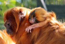 Tiny Golden Lion Tamarin Monkey Born at SB Zoo