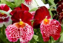 Blossoming Beauties
