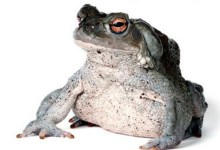 Kissing Frogs