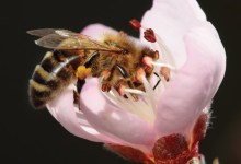 Reflections on Flora