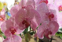 Earl Warren Showgrounds Blossoms with Orchids