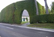 Getting Hedges Back in Shape