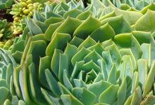 Spring Plant Sale