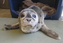 Fundraiser at Oreana Winery to Benefit Marine Mammal Rehabilitation
