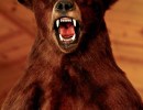 Brown Bear