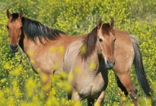 Animal News and Events