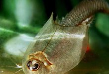 Ant Farms and Sea Monkeys