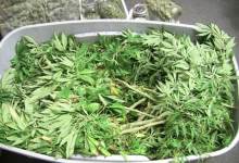 Father-Son Dealing Duo Busted