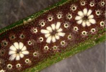 Sea Squirts Shed Light on Human Transplant Rejection