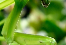 From Roly Polies to Praying Mantises