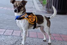 The Santa Barbara Foundation Announces  New Fund to Support Animal Rescue Organizations