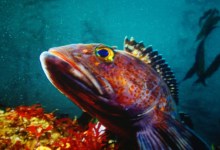 Maritime Museum’s Sea of Light Exhibit Illuminates the Channel’s Depths