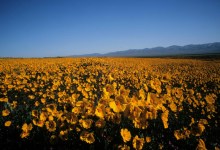 Carbajal Tells Zinke to Respect Carrizo Plain