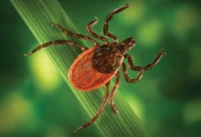 Lyme Disease
