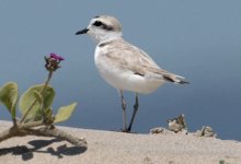 City Hall Squawking over Snowy Plover Protections