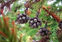 Uncommon Conifers